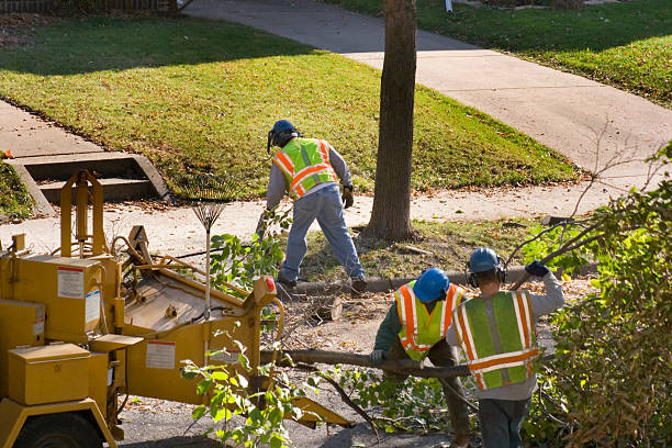 Reliable Carpentersville, IL Tree Service Solutions